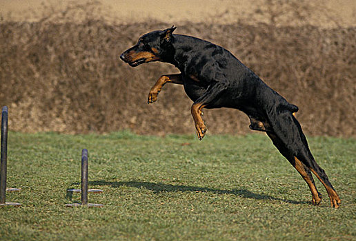 杜宾犬,狗,雄性,跳跃,跨栏,敏捷,训练