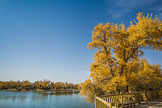 胡杨林,湖泊,倒影,美景