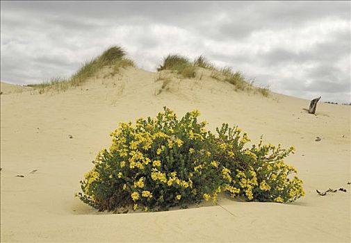 黄色,雏菊,沙丘,塔斯马尼亚,澳大利亚