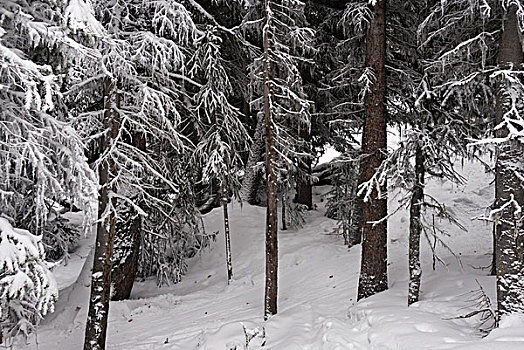 树,雪中,遮盖,树林,加拿大