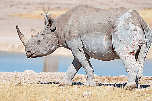 黑犀牛,受伤,成年,雄性,水坑,走,埃托沙国家公园,纳米比亚,非洲