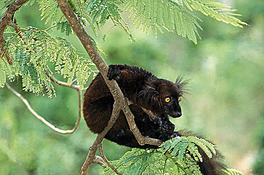 黑狐猴,雄性,悬挂,枝条,马达加斯加