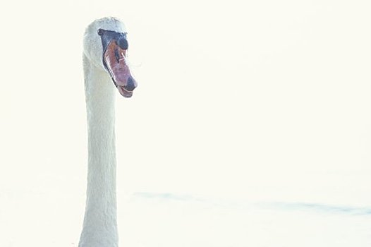 肖像,天鹅,鸭科,岸边,加尔达湖,意大利