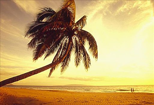 夏威夷,毛伊岛,棕榈树,上方,海滩,金色,亮光,伴侣,海岸线,远景