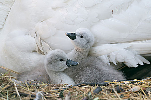 两个,疣鼻天鹅,幼禽,天鹅,鸟窝,黑森州,德国,欧洲