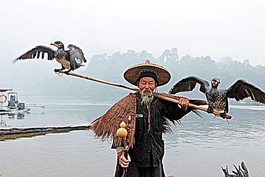 桂林陽朔漁民和魚鷹