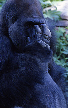 照片,大猩猩,非洲