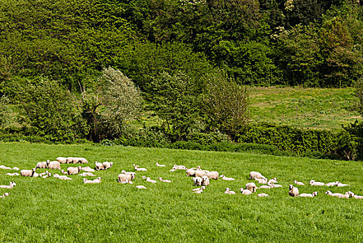 绵羊,乡村,靠近,锡耶纳,意大利