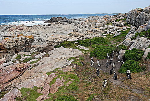 黑色,有足类,企鹅,湾,西海角,省,南非