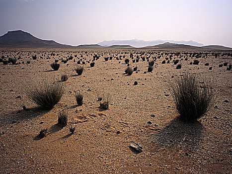 干燥地带,靠近,纳米比亚,非洲