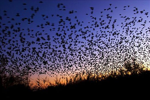 紫翅椋鸟,八哥,日落