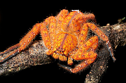 巨大,蟹蛛,婆罗洲,马来西亚