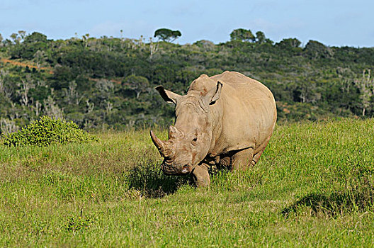 白色,犀牛,成年,东开普省,南非