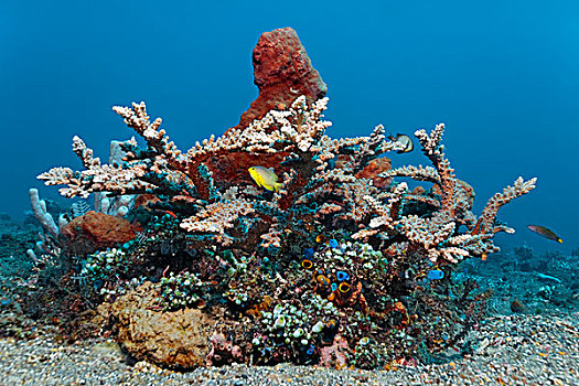 小,珊瑚礁,多样,珊瑚,海鞘,海绵,鱼,巴厘岛
