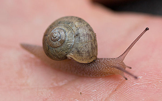 蜗牛的手,隔离,动物泰国