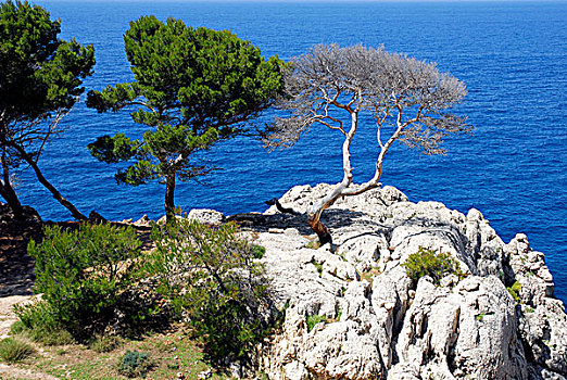 松树,树,海岸,马略卡岛,巴利阿里群岛,地中海,西班牙,欧洲