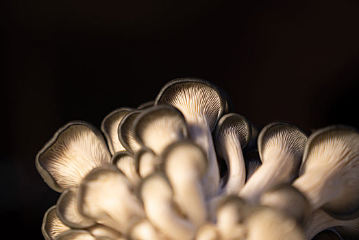 黑色伞状菌菇图片