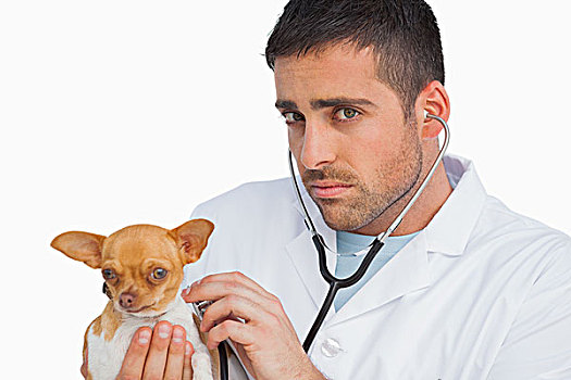 忧虑,兽医,检查,狗,听诊器