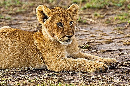 小,破旧,幼狮,放入,灌木,马赛马拉,肯尼亚