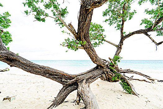 下落,树,干盐湖,奥尔金省,古巴