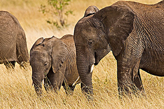 女性,非洲象,幼小,地点,马赛马拉,肯尼亚