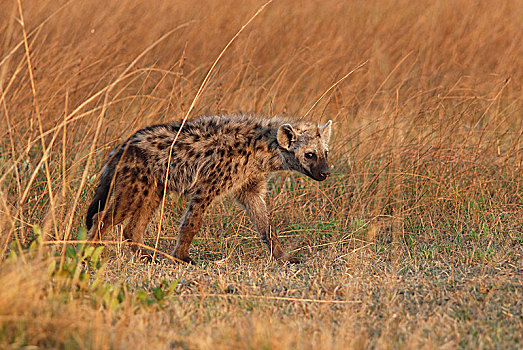 斑鬣狗,草地,朴素,国家公园,赞比亚,非洲