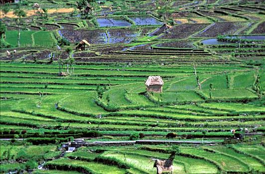 印度尼西亚,巴厘岛,俯视图,稻田