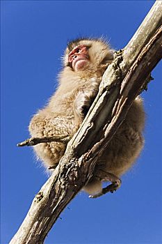 仰视,日本猕猴,坐在树上,枝条