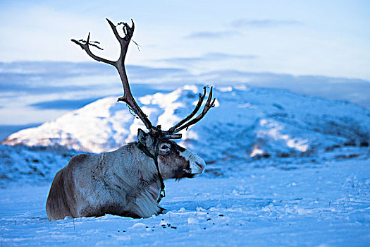 驯鹿,驯鹿属,挪威北部,挪威,欧洲