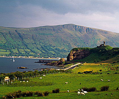 红色,湾,安特里姆郡,爱尔兰,绵羊,放牧,风景
