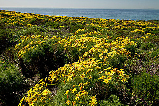 巨大,金鸡菊属,开花,加利福尼亚