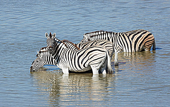 四个,斑马,喝,水潭,埃托沙国家公园,纳米比亚