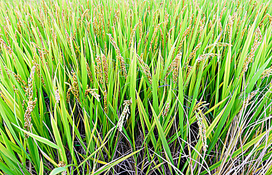 稻田风景水稻