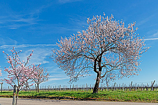 杏树,扁桃,莱茵兰普法尔茨州,德国,欧洲