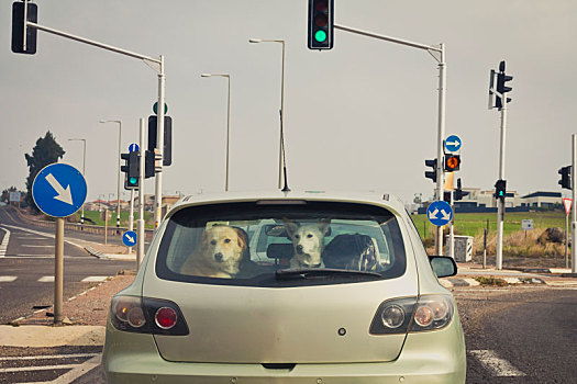 两只,狗,后面,车窗