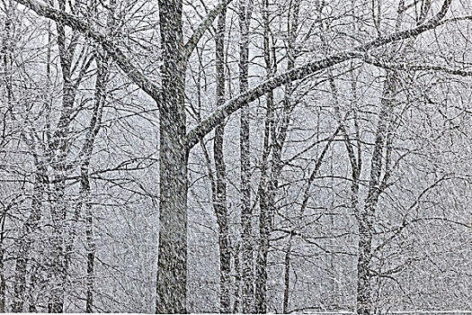 暴风雪,落叶林