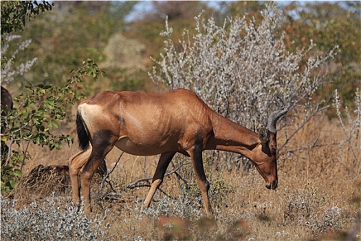 羚羊,纳米比亚