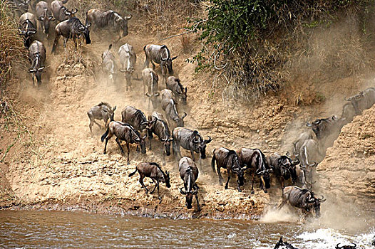 蓝角马,角马,牧群,迁徙,马拉河,马赛马拉,公园,肯尼亚