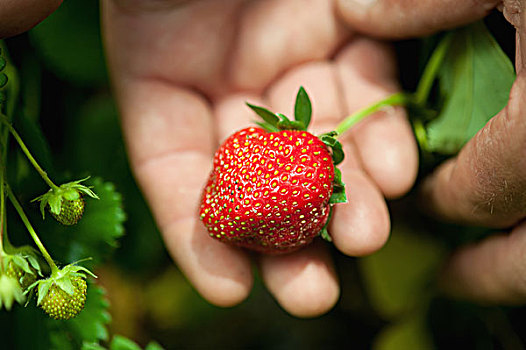 握着,草莓,宾夕法尼亚,美国