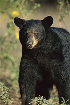 黑熊,美洲黑熊,幼小,肖像,区域,墨西哥