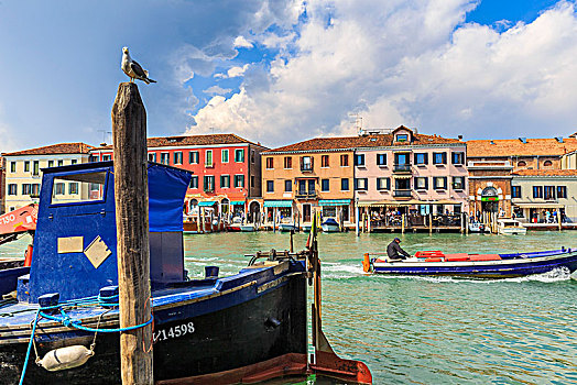 海鸥,看,运河,渔船,慕拉诺,威尼斯,威尼托,意大利
