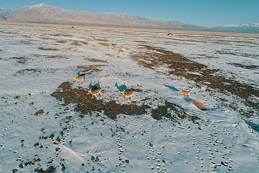 新疆哈密,鹅喉羚成群下天山,戈壁荒漠悠然觅草食