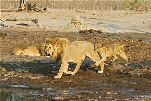 雄性,狮子,玩,杯子,萨维提,博茨瓦纳,非洲