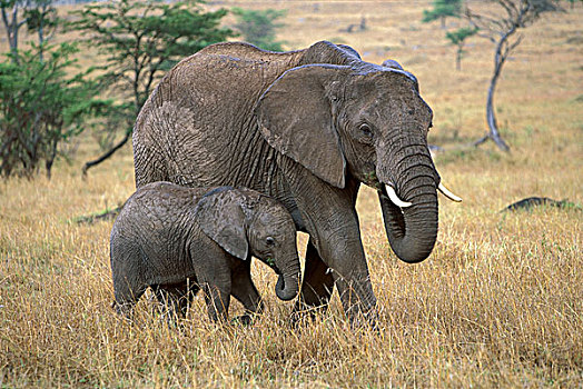 非洲象,女性,幼兽,走,马赛马拉国家保护区,肯尼亚