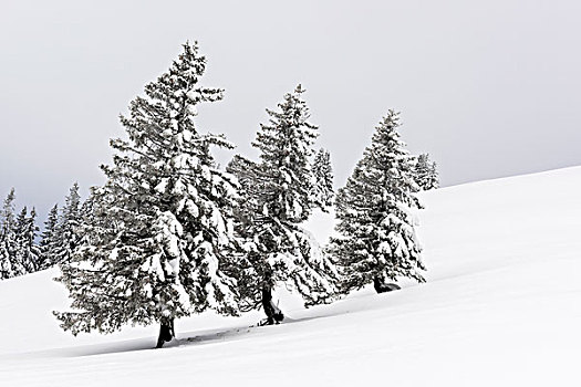 积雪,冬日树林,地区,巴伐利亚,德国,欧洲