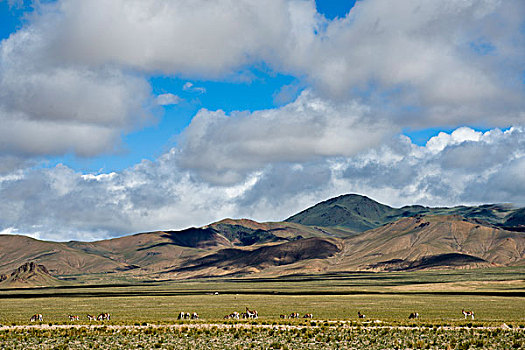 西藏阿里地区改则县野驴群
