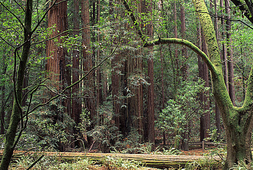 美国,加利福尼亚,靠近,旧金山,穆尔国家森林纪念地,红杉