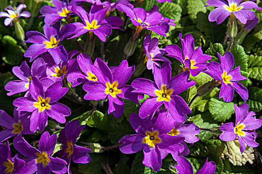 紫色,樱草花,德国,欧洲