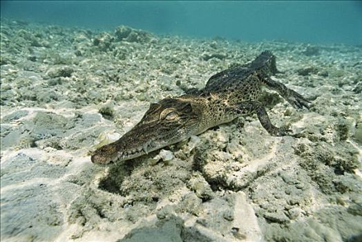 咸水鳄,湾鳄,走,海底,岛屿,巴布亚新几内亚
