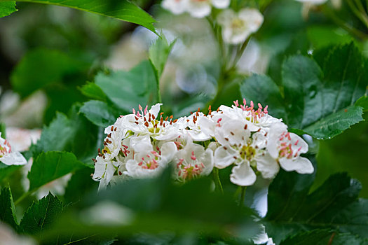 山楂树上的山楂花